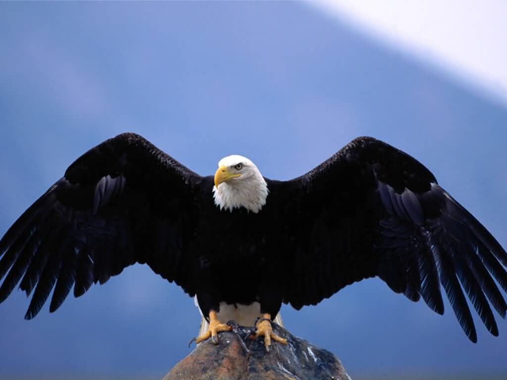 Eagle