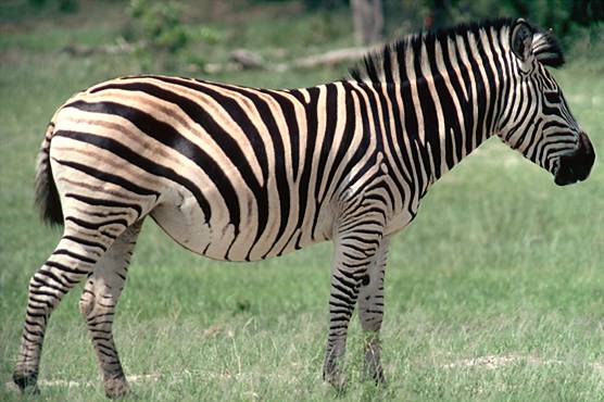 Zebra